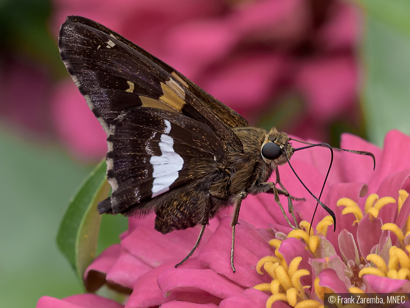 Siver Spotted Skipper by Frank Zaremba, MNEC