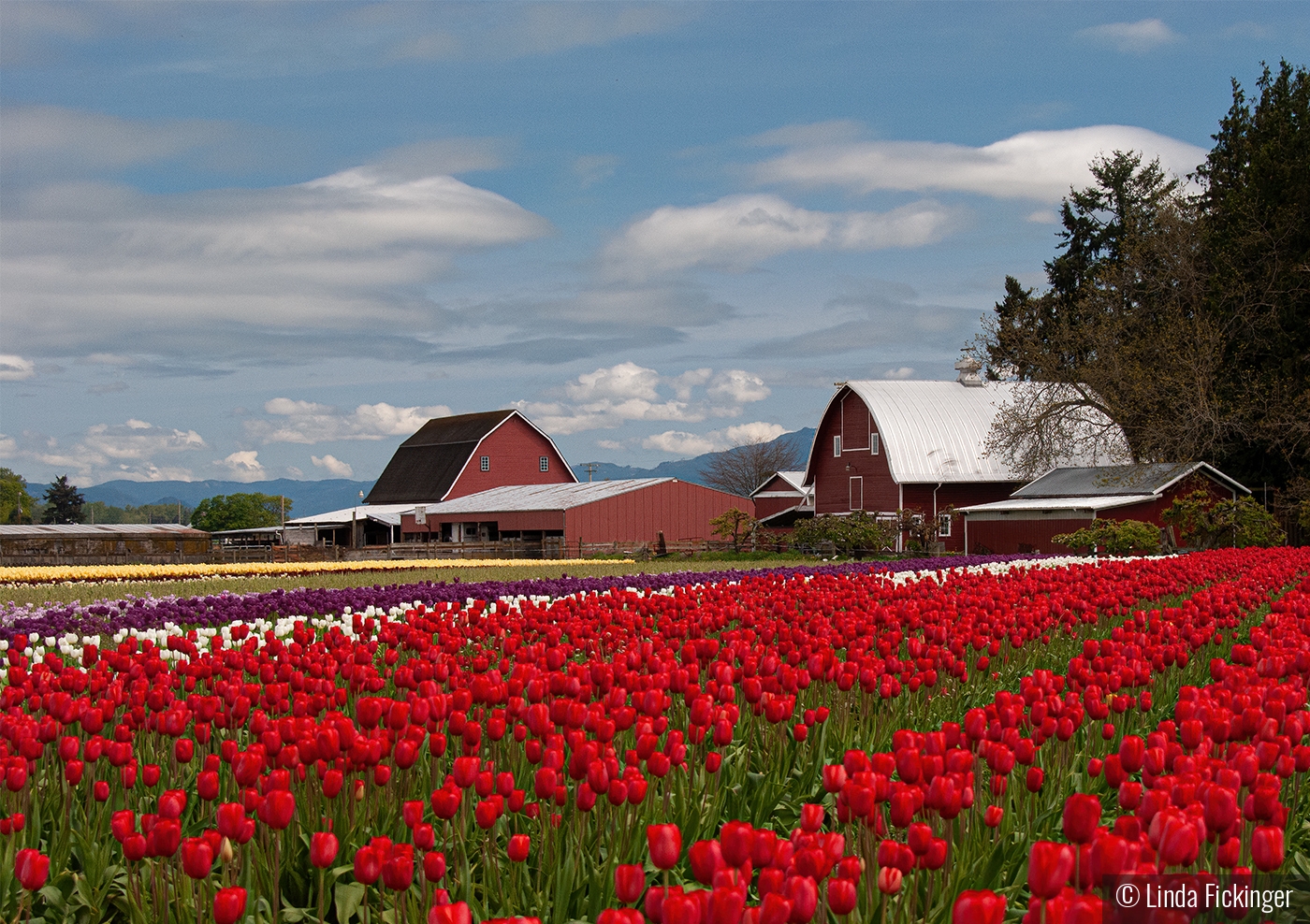 Skagit Valley Tulip Farm by Linda Fickinger