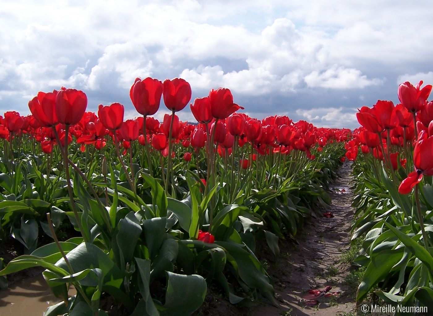 Skagit Valley Tulip field by Mireille Neumann