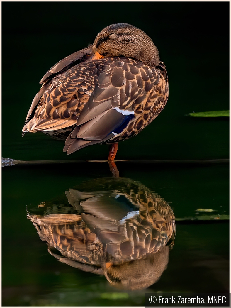Sleeping Duck with Reflection by Frank Zaremba, MNEC