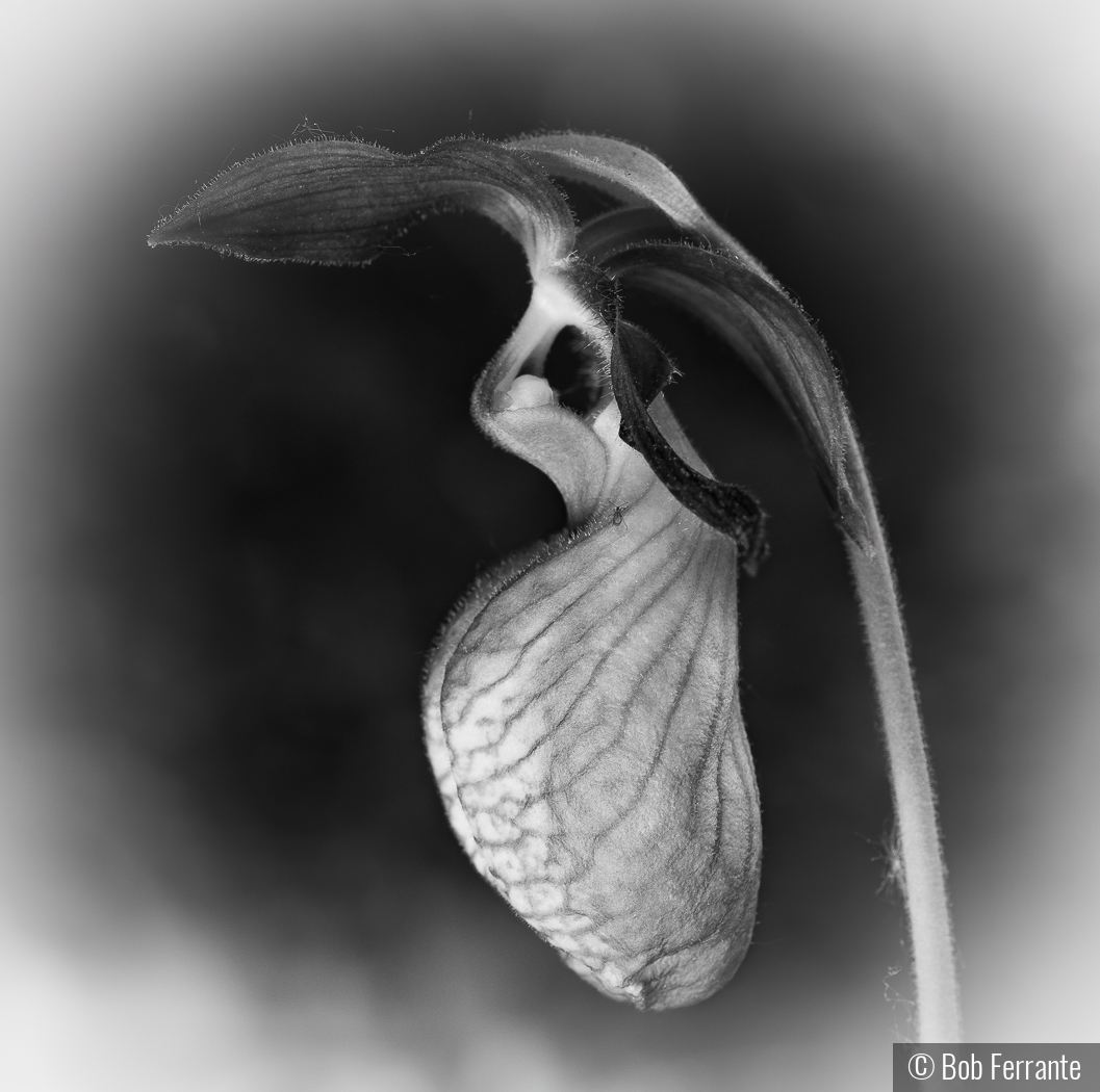 Slipper Orchid by Bob Ferrante