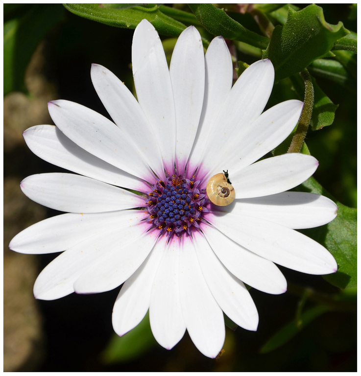 Snail On African White Cape Daisy by Lou Norton