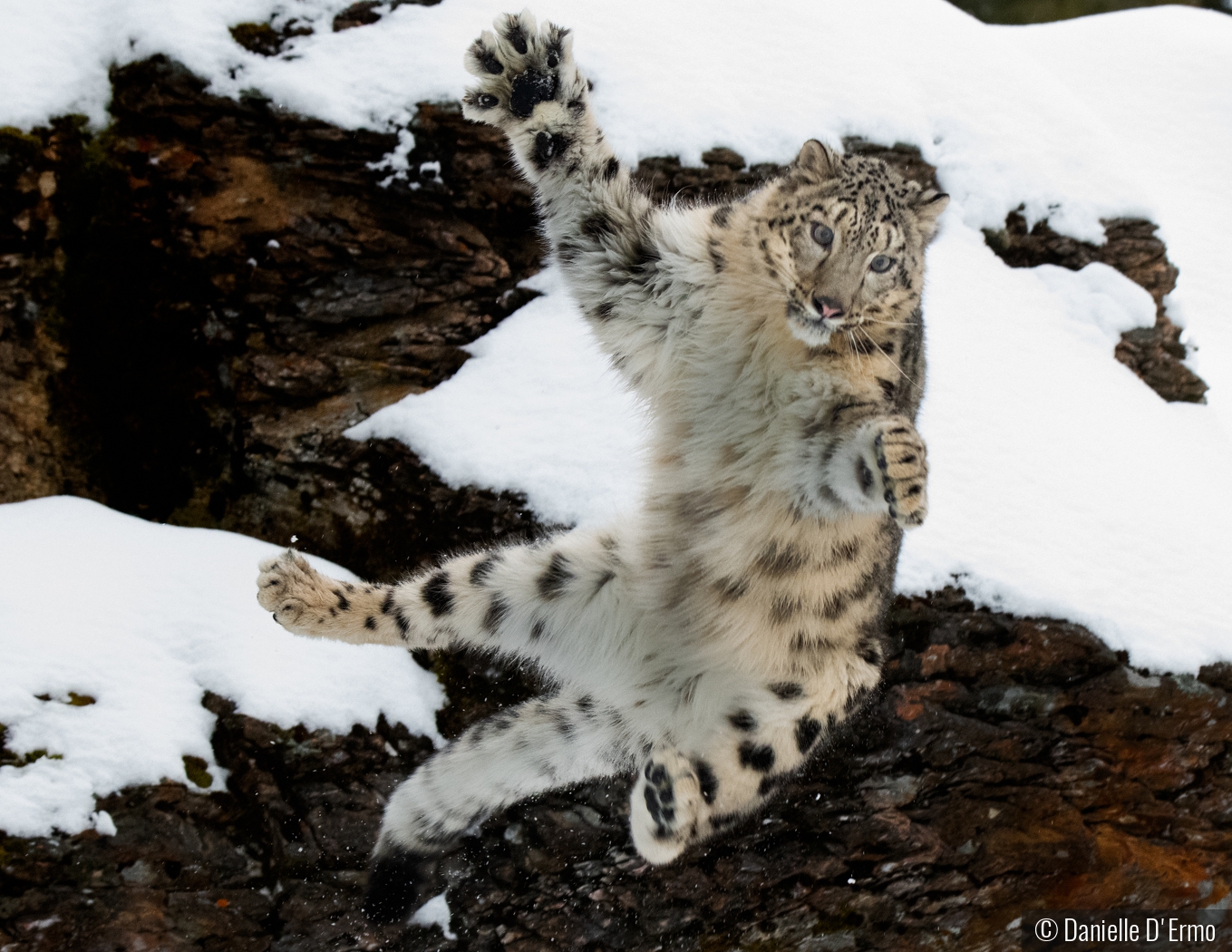 Snow Leopard Leaping by Danielle D'Ermo