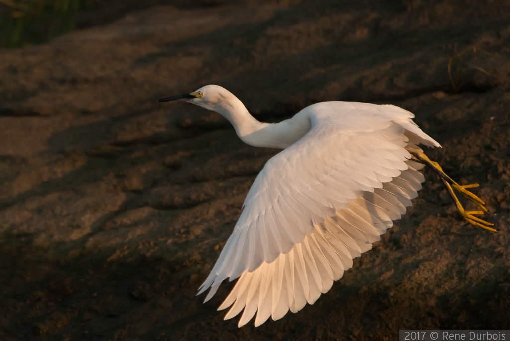 Snowy Egret in Flight by Rene Durbois
