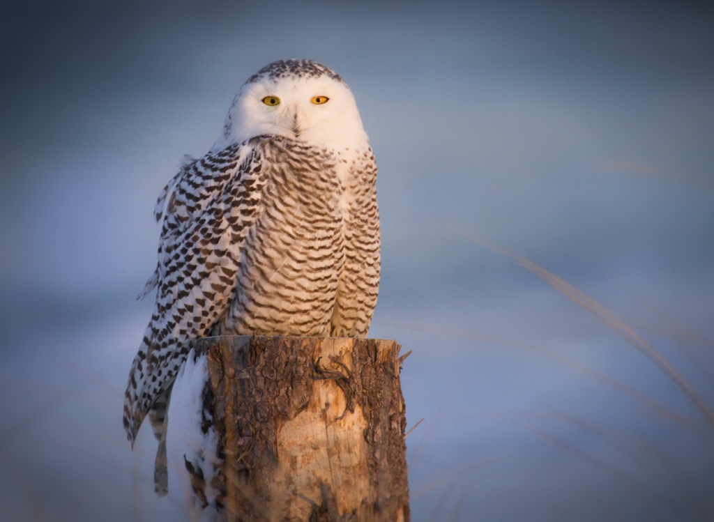 Snowy Owl at Sunset by Danielle D'Ermo