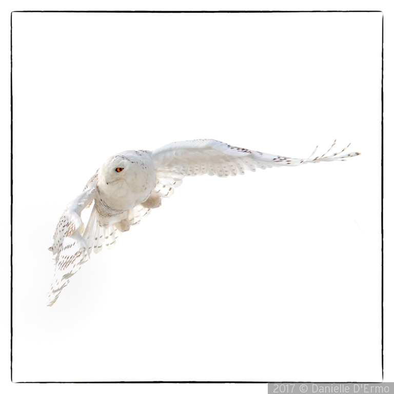 Snowy Owl in Flight by Danielle D'Ermo