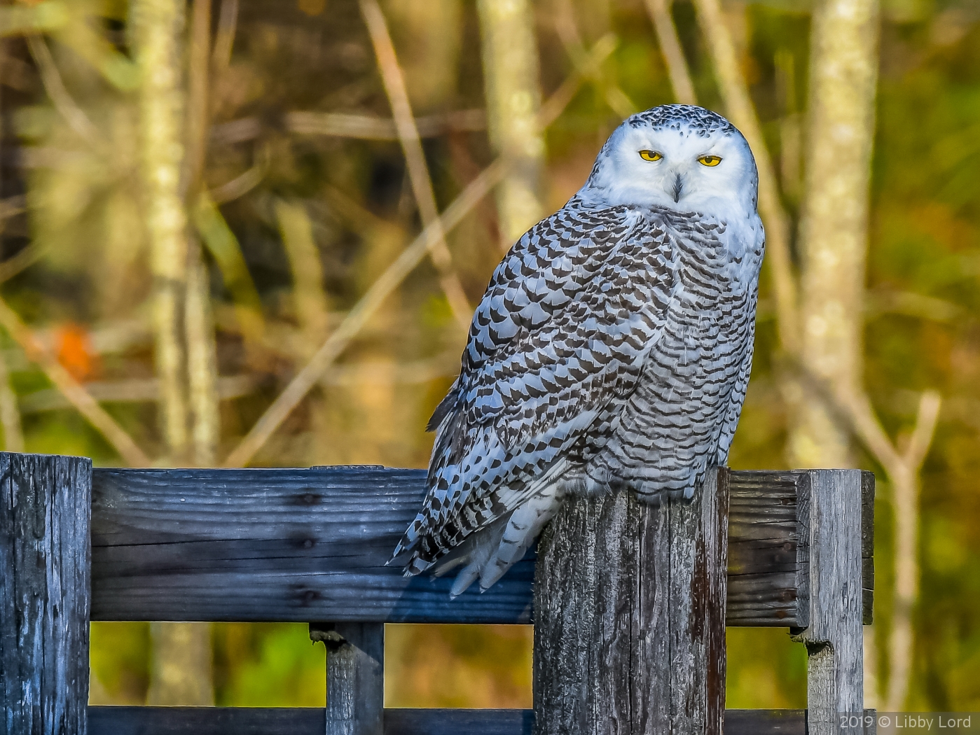 Snowy Owl in the late day sun by Libby Lord