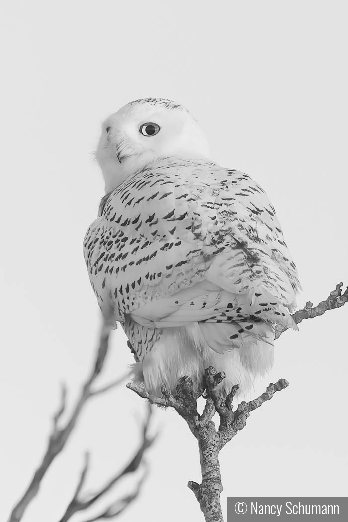 Snowy Owl by Nancy Schumann