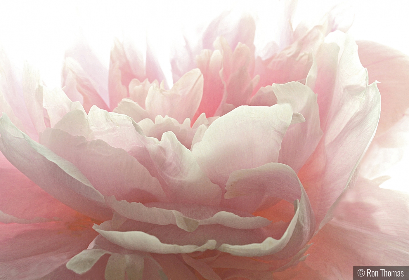 Soft pink Flower by Ron Thomas