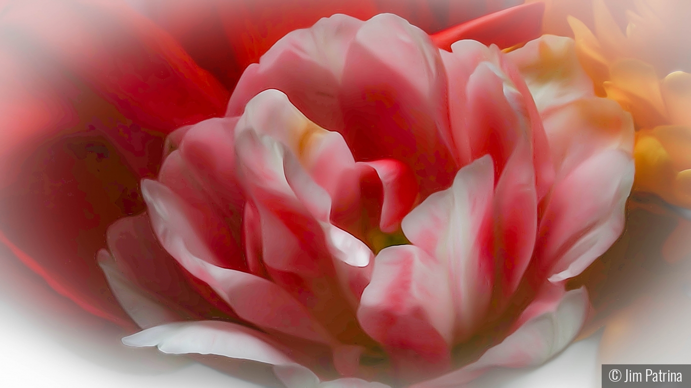 Softened Tulip by Jim Patrina