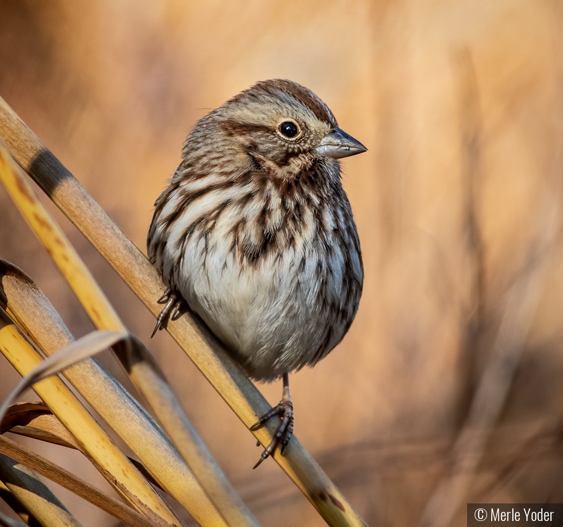Song Sparrow by Merle Yoder