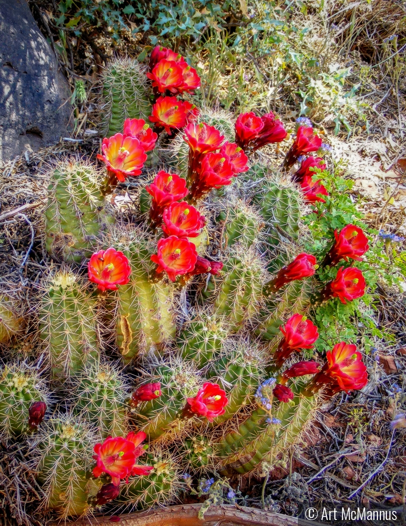 Sonoran Desert Cactus by Art McMannus