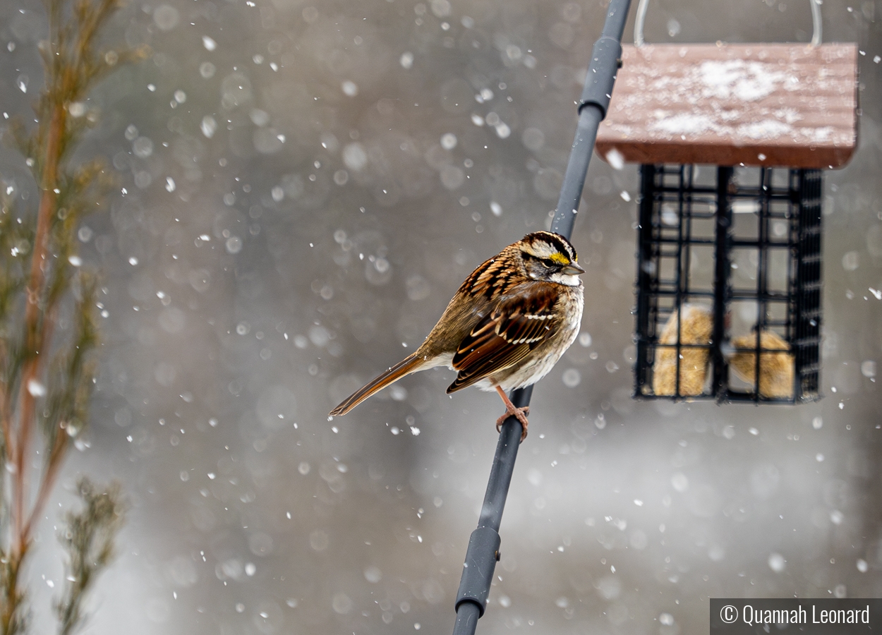 Sparrow in Winter by Quannah Leonard