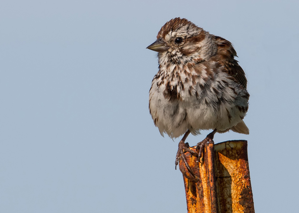 Sparrow on a Post by Susan Poirier
