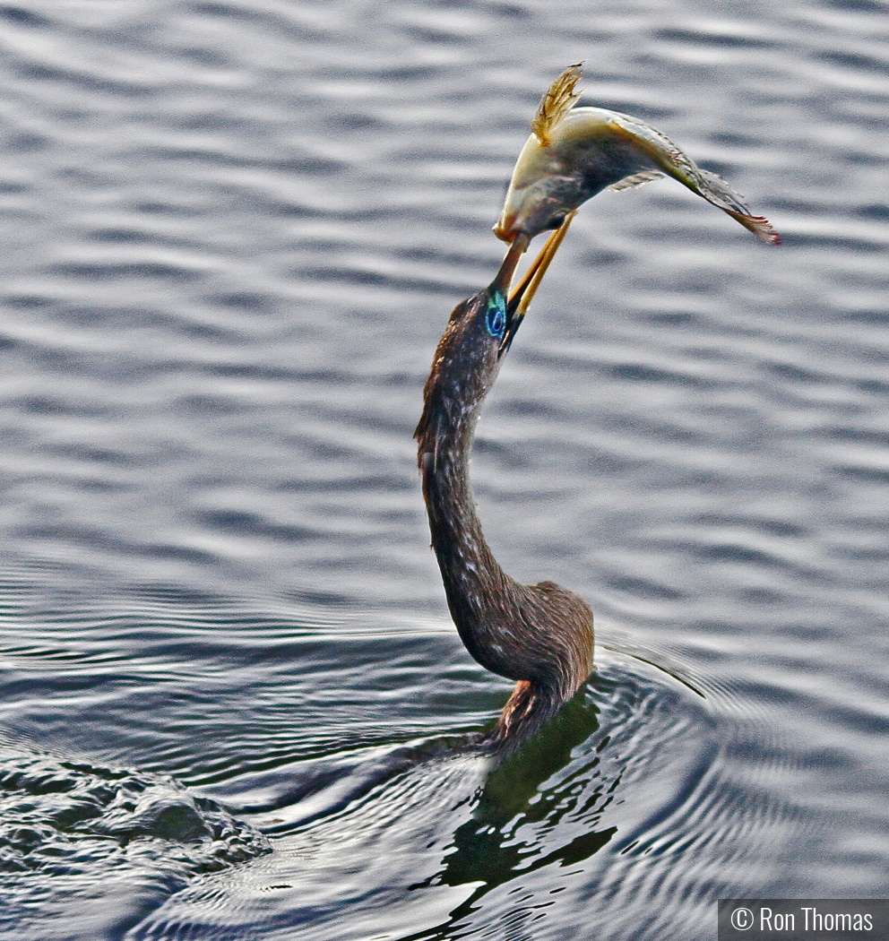 Spear fishing by Ron Thomas