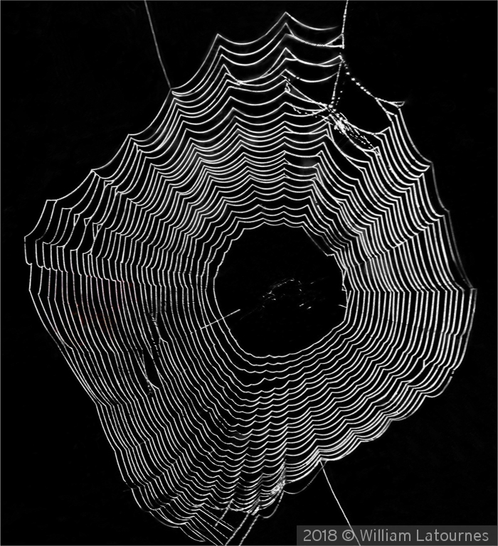 Spider Web by William Latournes