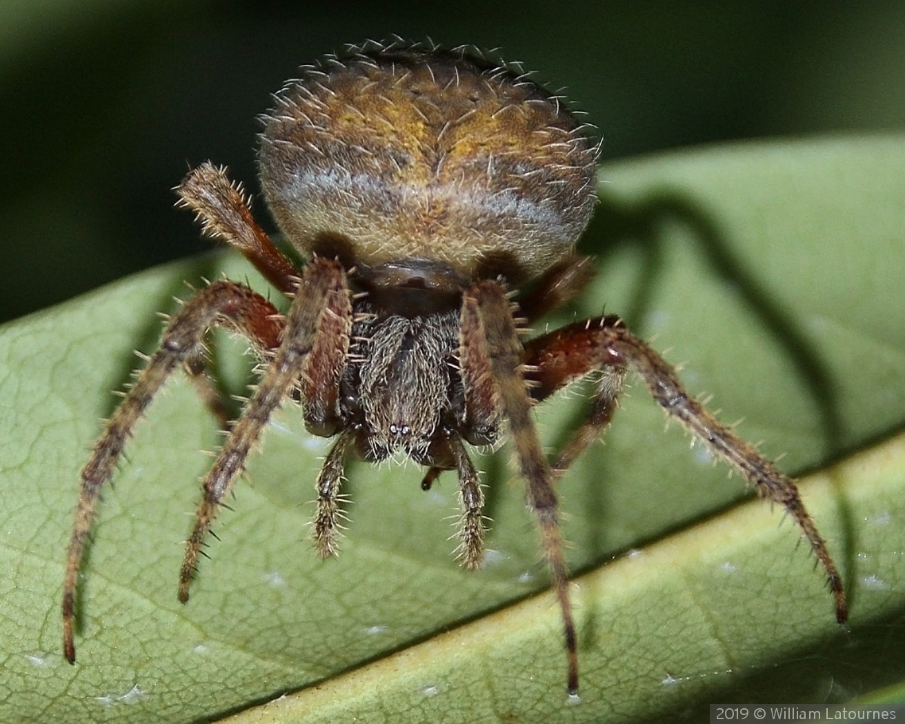 Spider by William Latournes