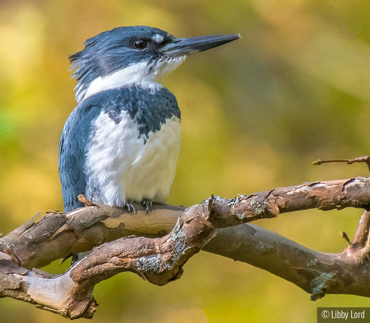 Splendid Belted Kingfisher by Libby Lord