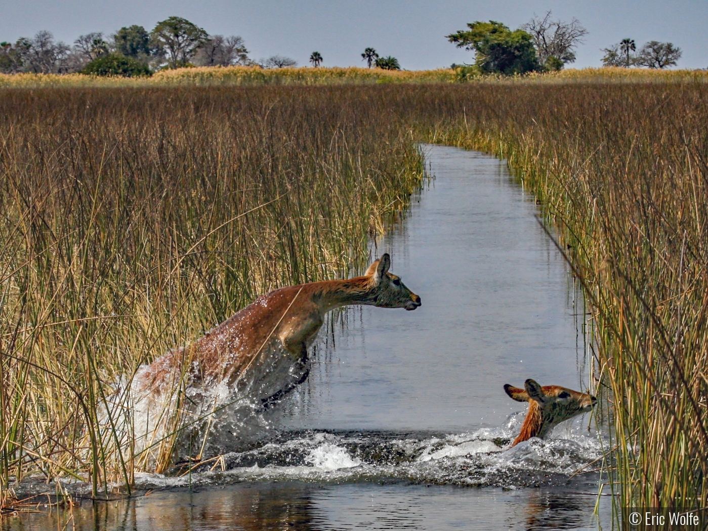 Splish-splashing Red Lechwe in Botswana by Eric Wolfe