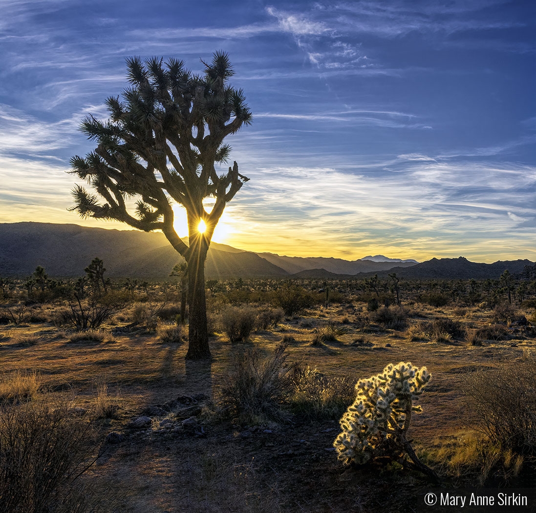 Spotlight in the Desert by Mary Anne Sirkin