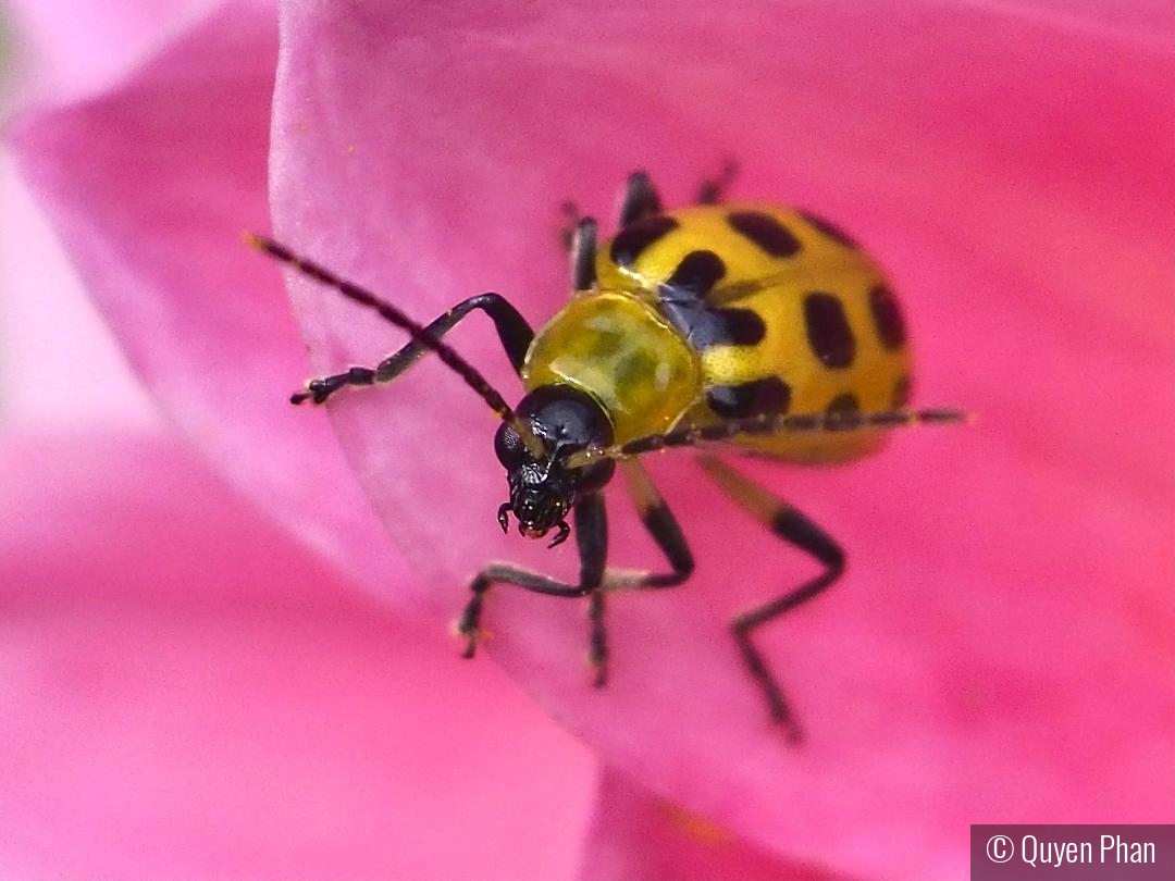 Spotted Cucumber Beetle by Quyen Phan