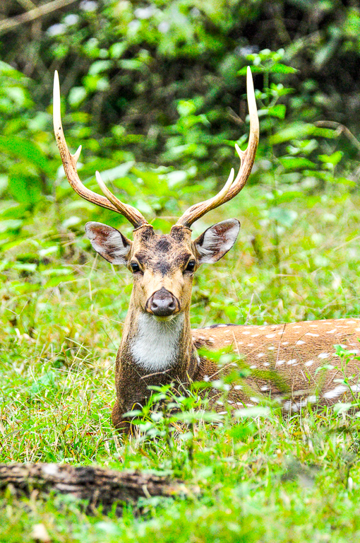 Spotted Deer - Kabini Forest, India by Aadarsh Gopalakrishna