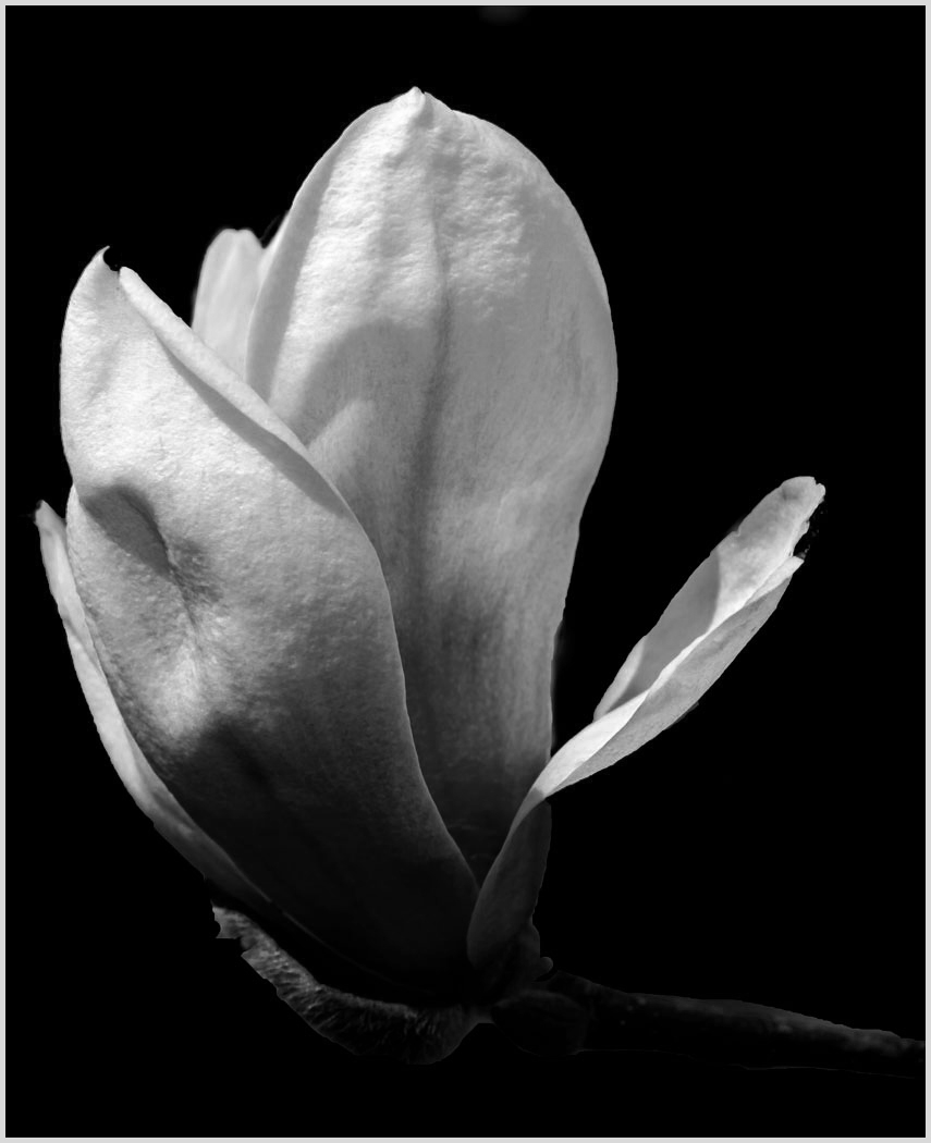 Spring Blossom by Alene Galin