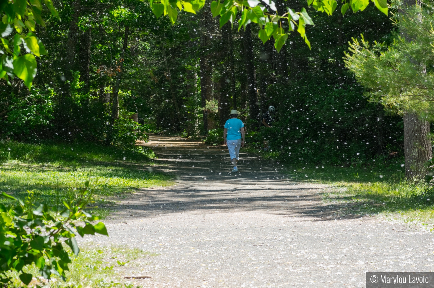 Spring Cottonwood Flurries At Stratton Brook State Park by Marylou Lavoie
