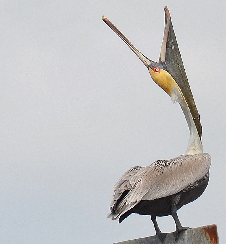 Squawking Pelican by Lou Norton