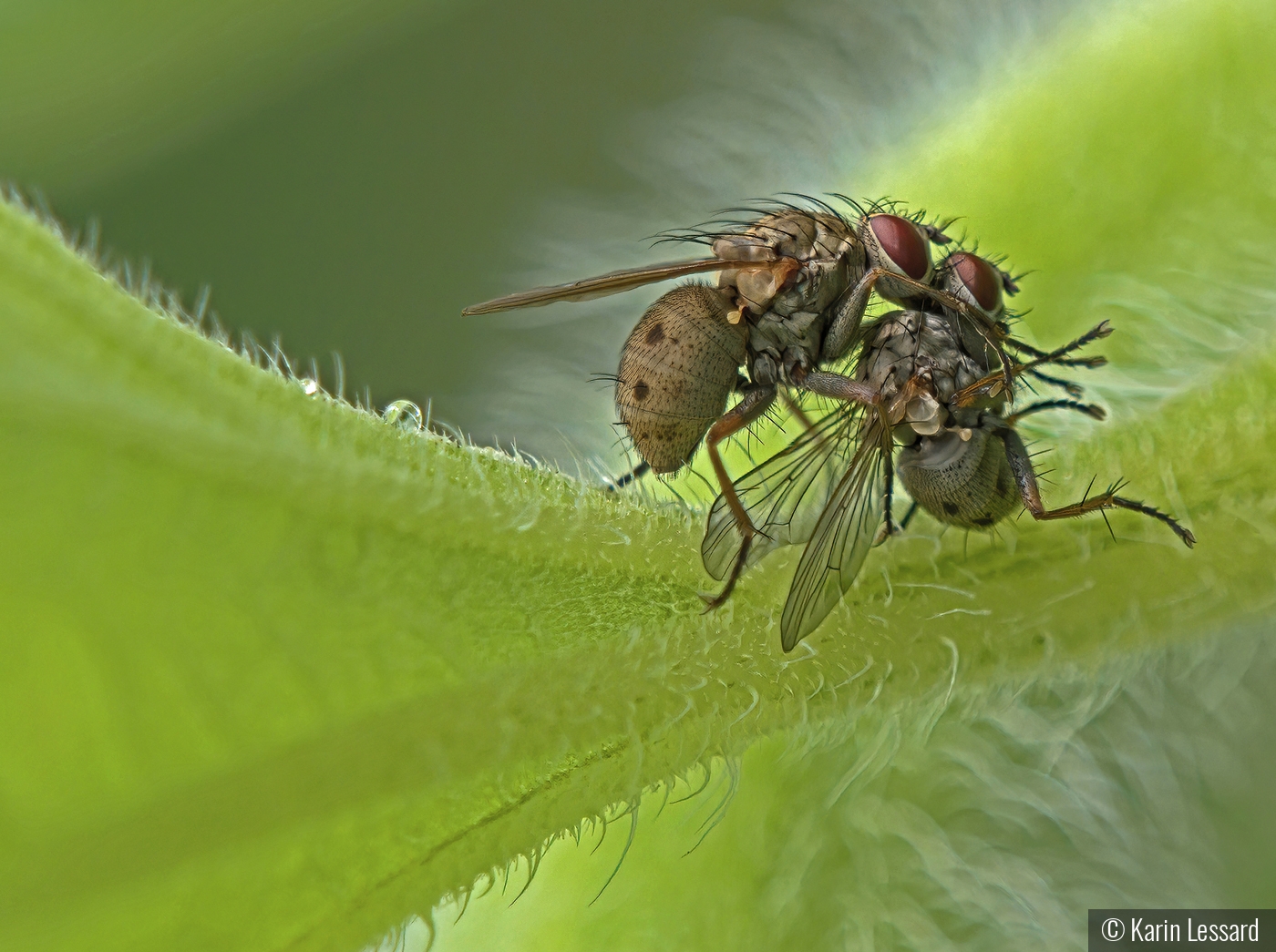 Stable Fly Fight CLub by Karin Lessard
