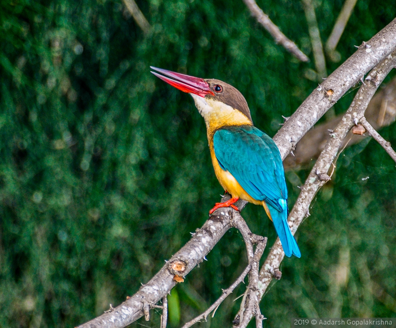 Stork-billed Kingfisher by Aadarsh Gopalakrishna