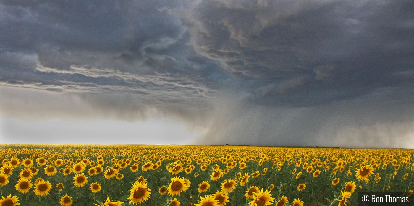 Storm in a sunflower field by Ron Thomas
