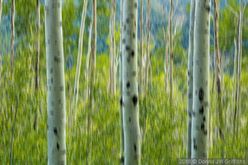 Summer Aspens by Donna JW Griffiths