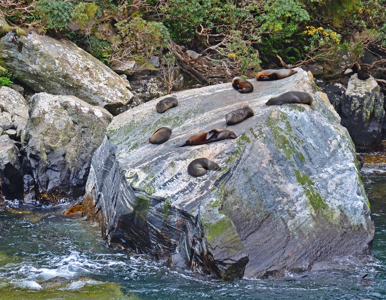 Sunbathing New Zealnd Seals by Lou Norton