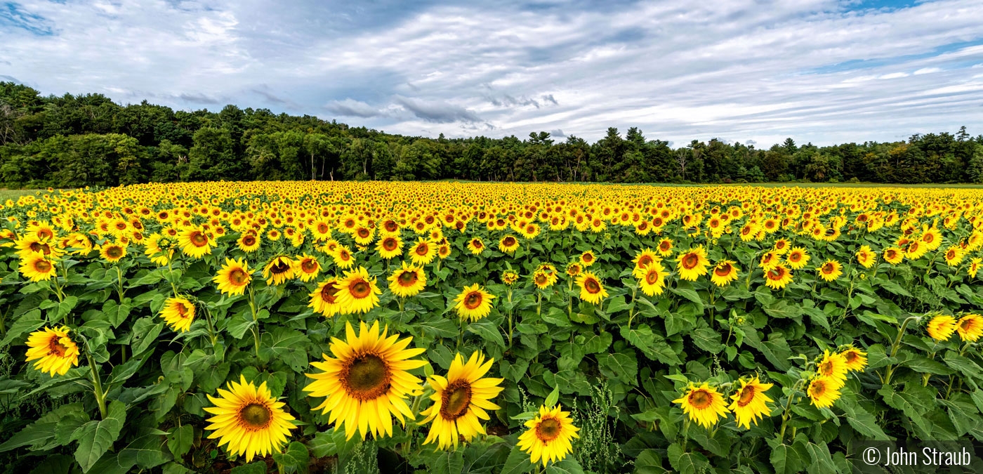 Sunflower Panorama by John Straub