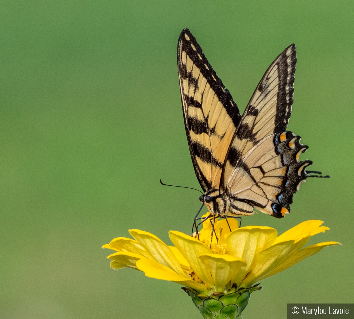 Swallowtail at Auer Farm by Marylou Lavoie