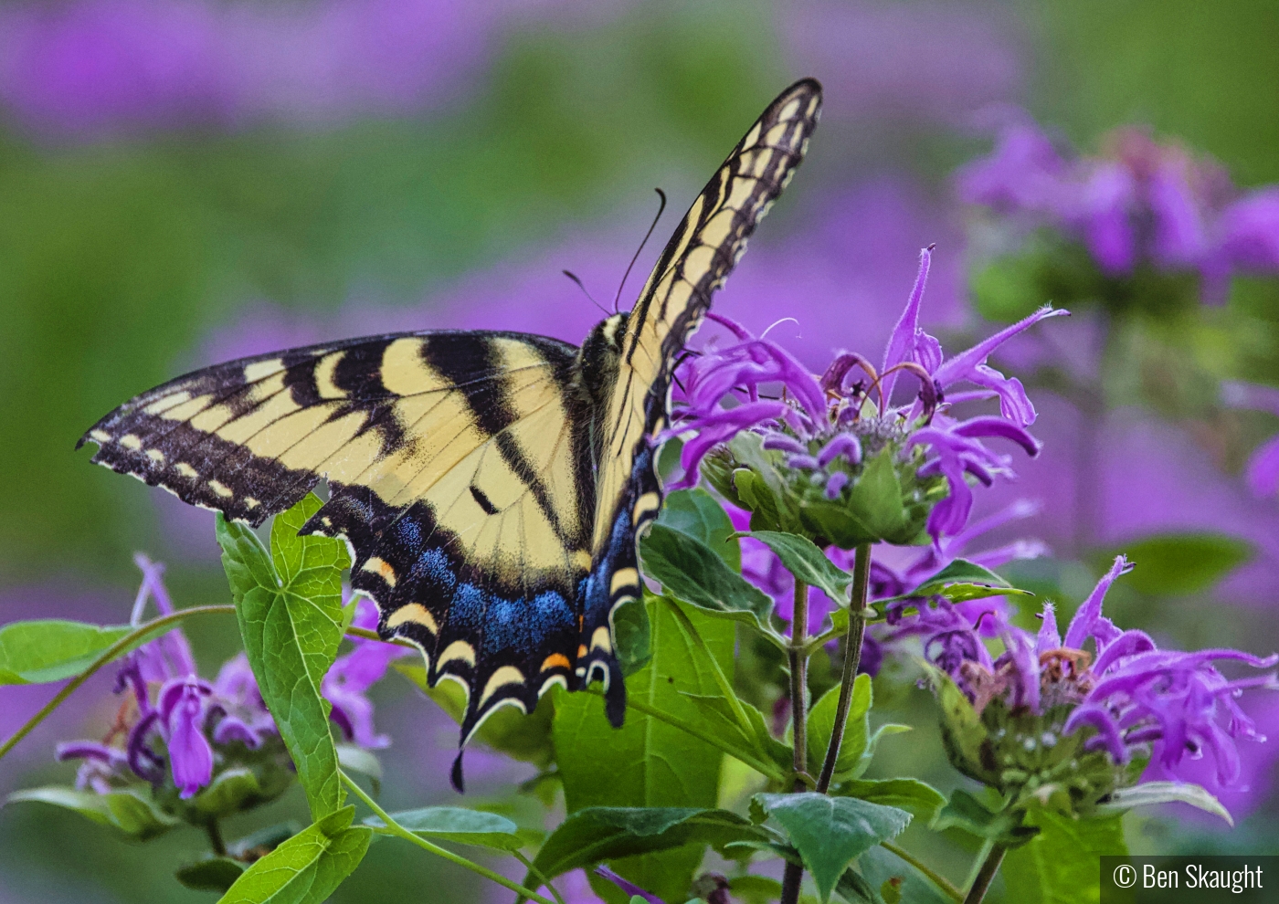 Swallowtail on Beebalm by Ben Skaught