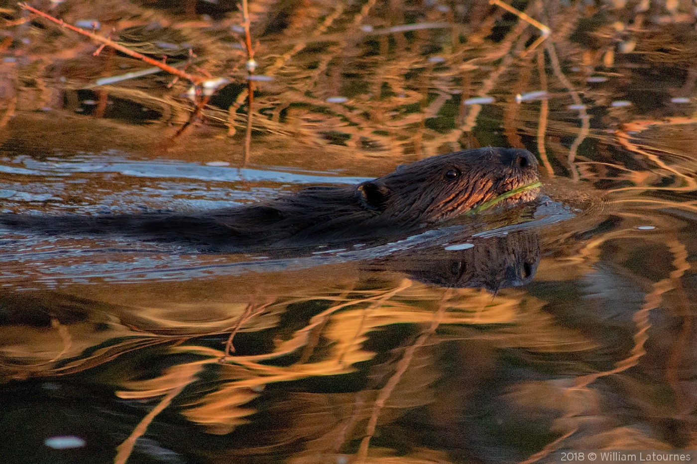 Swimming Beaver by William Latournes