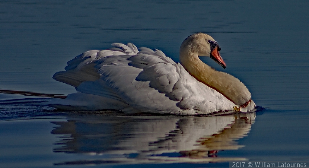 Swimming Swan by William Latournes