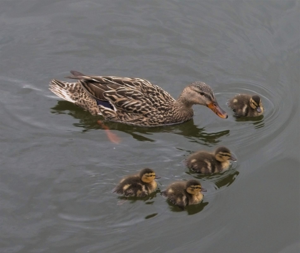 Swimming with Babies by Charles Hall