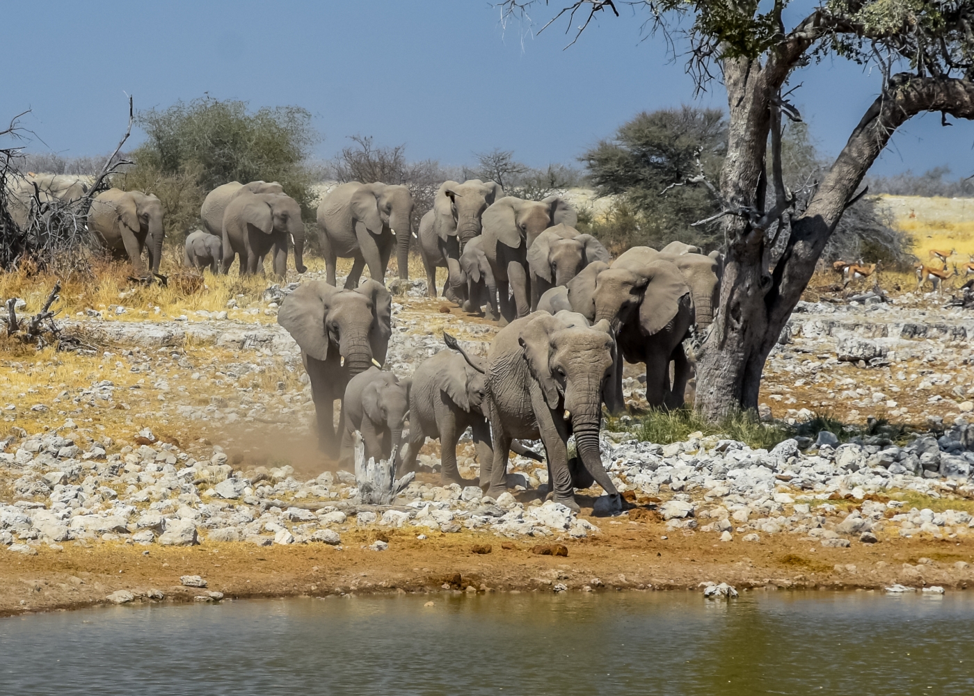 Taking over the water hole by Susan Case