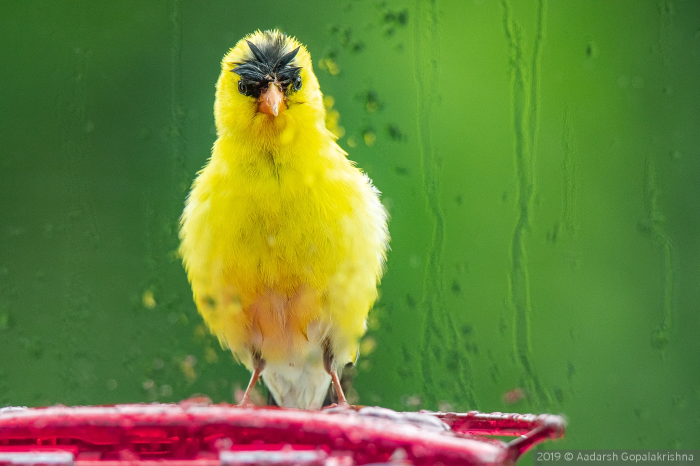Talk about a bad hair day ... Male Goldfinch in Rain by Aadarsh Gopalakrishna