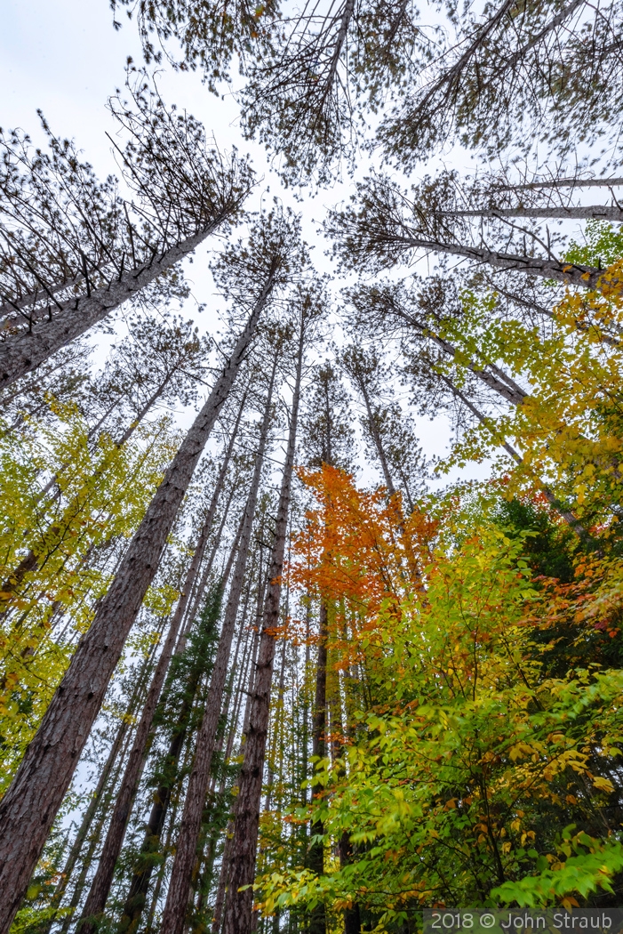 Tall Fall from the Forest Floor by John Straub
