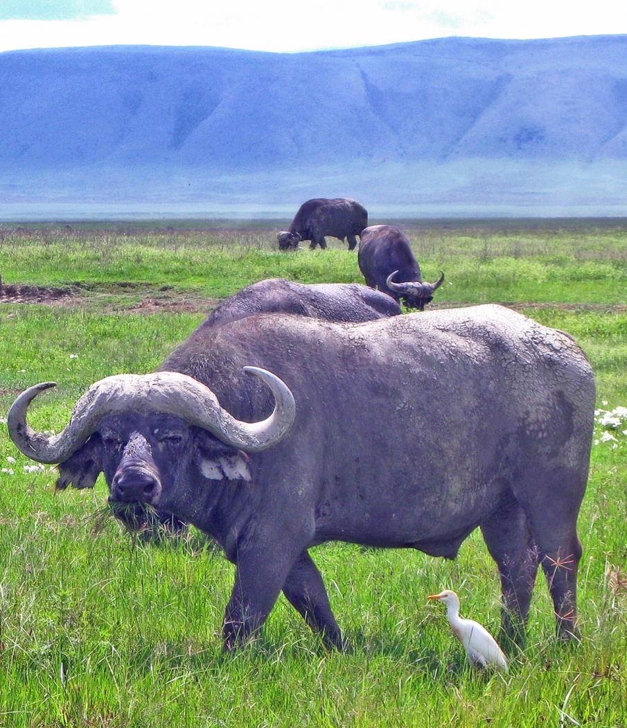 Tanzanian Cape Buffaloes by Louis Arthur Norton