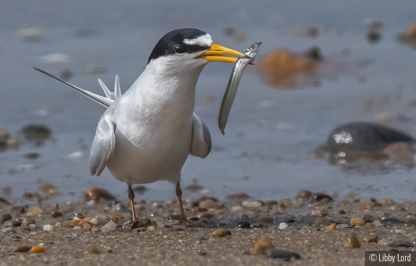 Tern with a Fish by Libby Lord