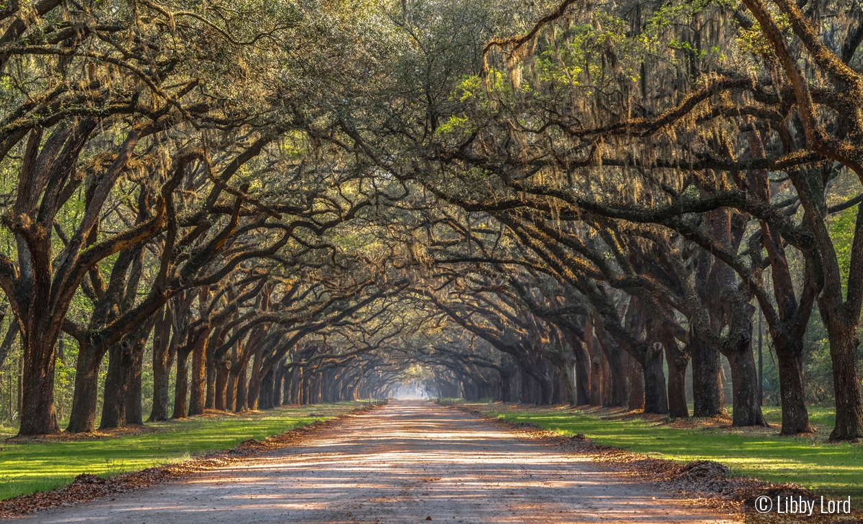 The Avenue of Oaks. Wormsloe Plantation by Libby Lord