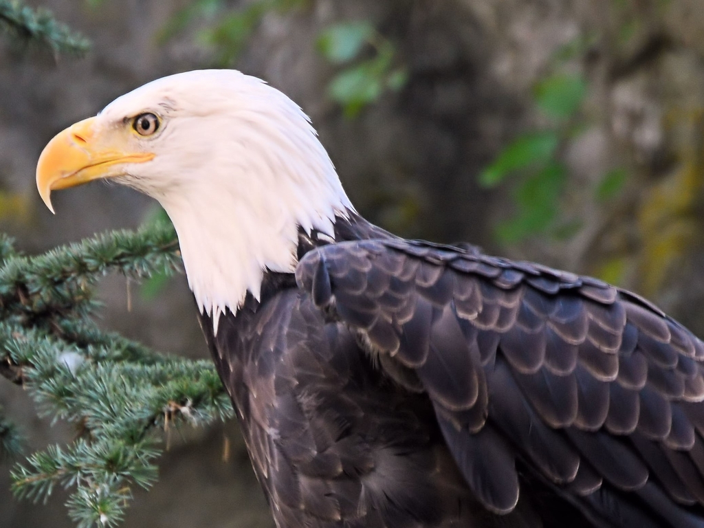 The Bald Eagle by Charles Hall