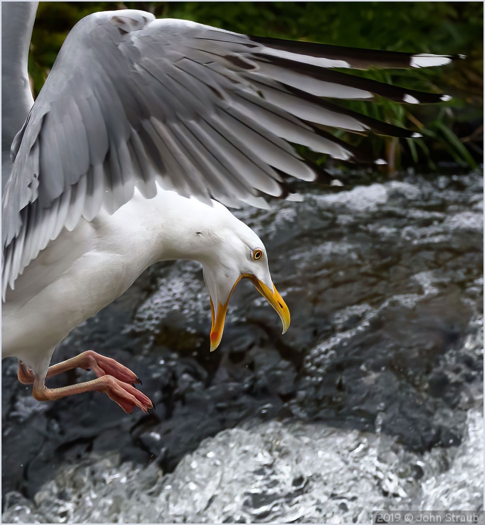 The Call of the Herring Gull by John Straub