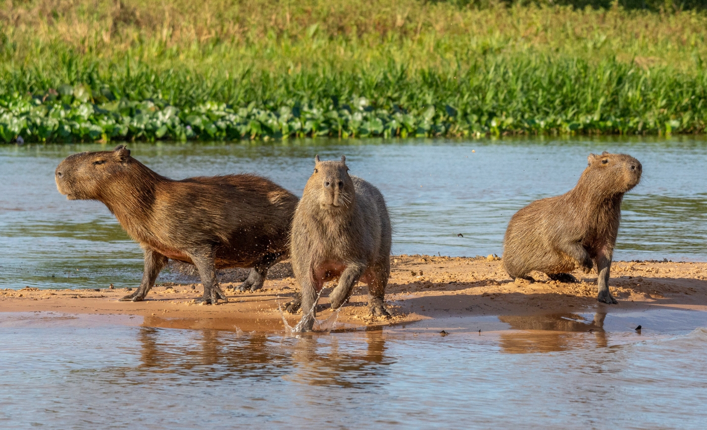 The Charge of the Capybaras by Susan Case