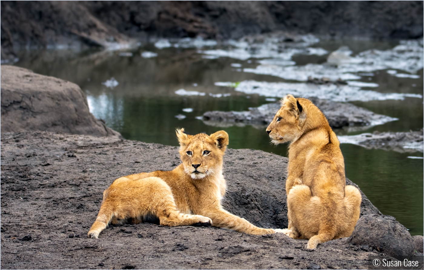 The cub's water hole by Susan Case